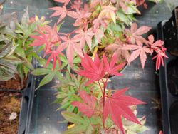 Acer palmatum "Brandt's dwarf"
