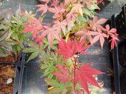 Acer palmatum "Brandt's dwarf"