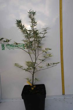 Acer palmatum "Butterfly", Acer papillon