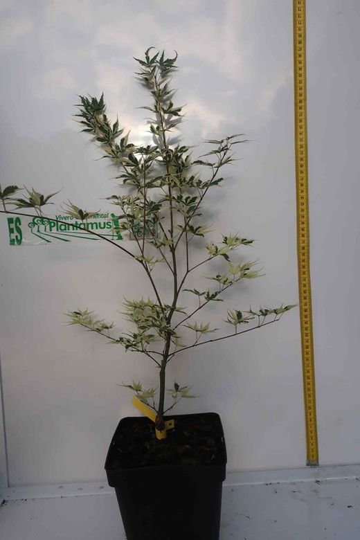 Acer palmatum "Butterfly", Acer papillon