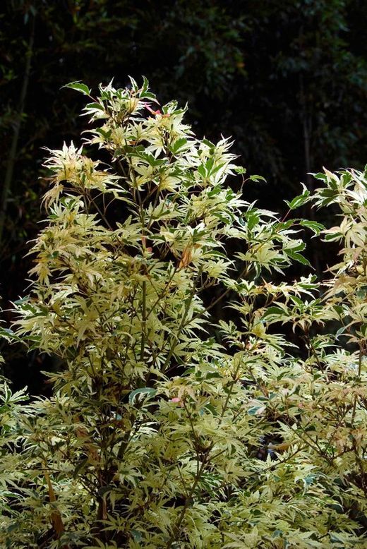 Acer palmatum "Butterfly", Acer papillon