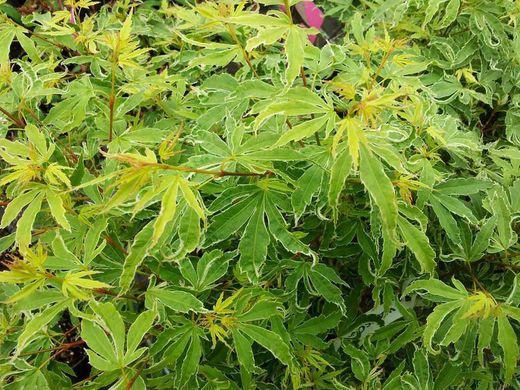 Acer palmatum "Butterfly", Acer papillon