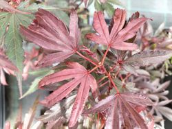 Acer palmatum Kandy Kitchen
