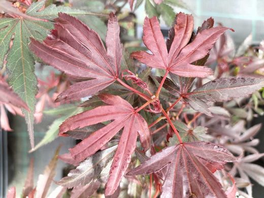 Acer palmatum Kandy Kitchen