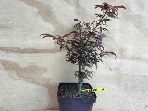 Acer palmatum Kandy Kitchen