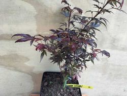 Acer palmatum Kandy Kitchen