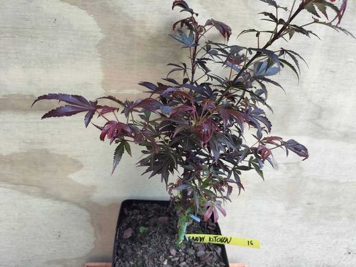 Acer palmatum Kandy Kitchen