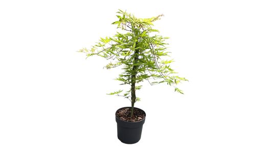 Acer palmatum "Cascade Citrine" - Arce japonés