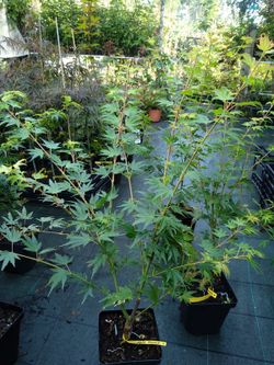 Acer palmatum "Coonara pygmy"