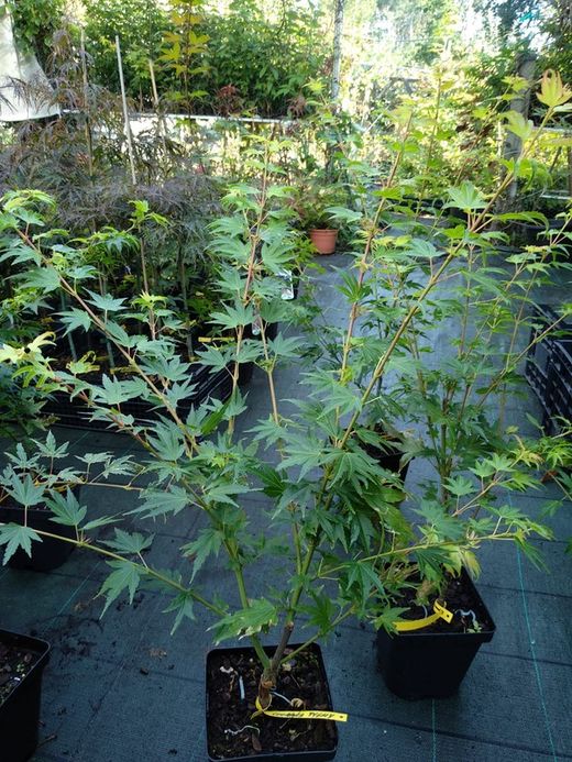Acer palmatum "Coonara pygmy"
