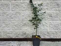 Acer palmatum "Coonara pygmy"