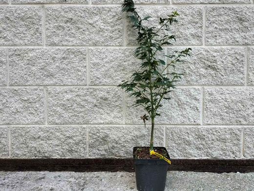Acer palmatum "Coonara pygmy"