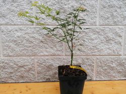 Acer palmatum Crippsii, Arce japonés Crippsii