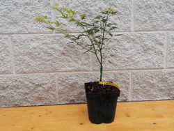 Acer palmatum Crippsii, Arce japonés Crippsii