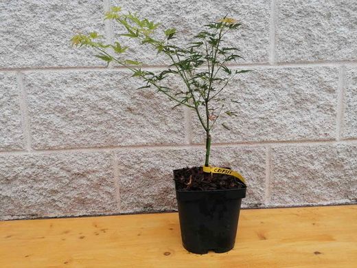 Acer palmatum Crippsii, Arce japonés Crippsii