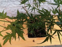 Acer palmatum Crippsii, Arce japonés Crippsii