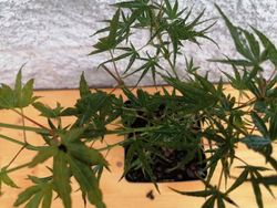 Acer palmatum Crippsii, Arce japonés Crippsii