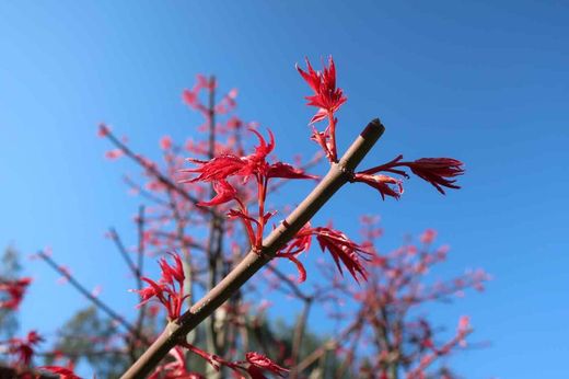 Acer palmatum "Shin deshojo", Arce japonés Shin-deshojo