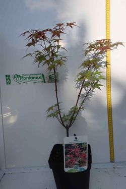 Acer palmatum "Shin deshojo", Arce japonés Shin-deshojo