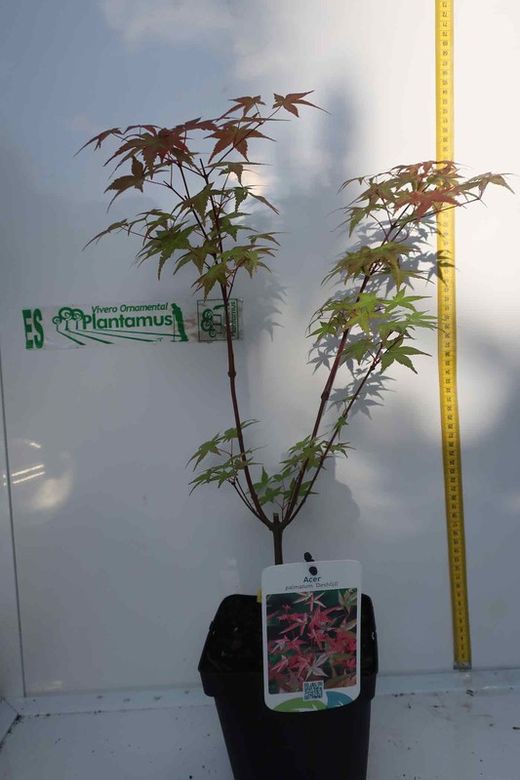 Acer palmatum "Shin deshojo", Arce japonés Shin-deshojo