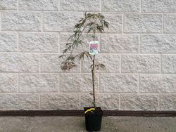 Acer palmatum Dissectum nigrum