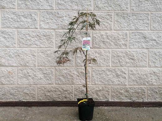 Acer palmatum Dissectum nigrum
