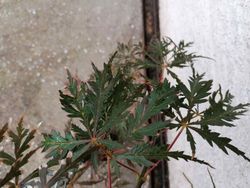 Acer palmatum Dissectum nigrum