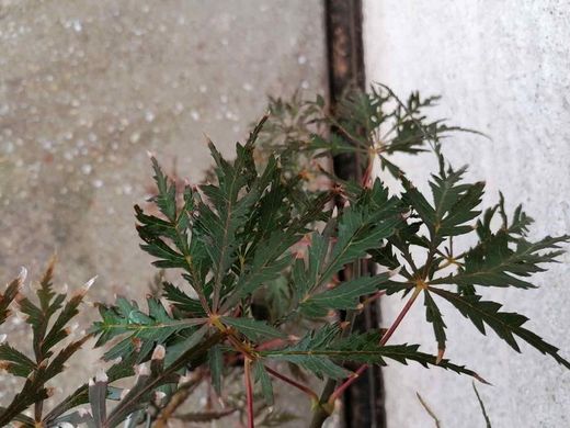 Acer palmatum Dissectum nigrum