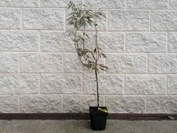 Acer palmatum Dissectum nigrum