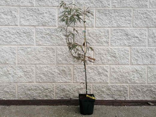 Acer palmatum Dissectum nigrum