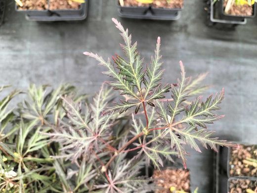 Acer palmatum Dissectum nigrum