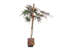 Acer palmatum dissectum "Tamukeyama"