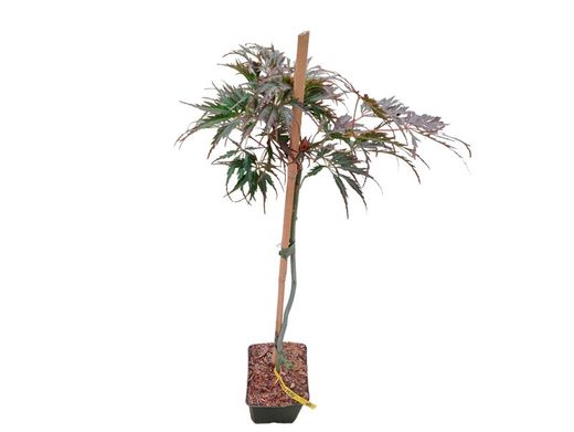 Acer palmatum dissectum "Tamukeyama"