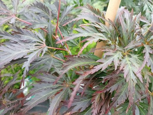 Acer palmatum dissectum "Tamukeyama"
