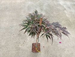Acer palmatum dissectum "Tamukeyama"