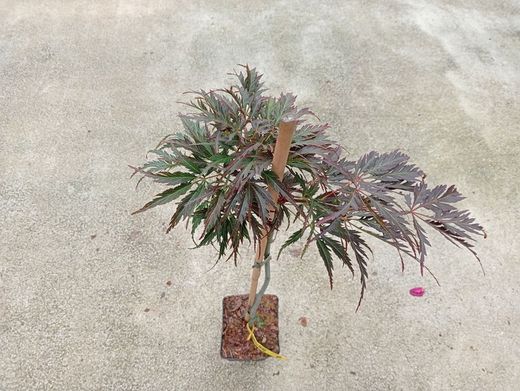 Acer palmatum dissectum "Tamukeyama"