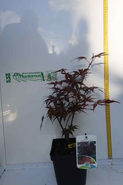 Acer palmatum "Fireglow". Arce japonés Fireglow