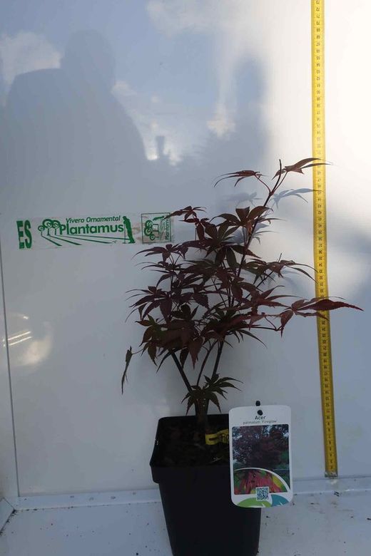Acer palmatum "Fireglow". Arce japonés Fireglow