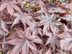 Acer palmatum "Fireglow". Érable japonais Fireglow