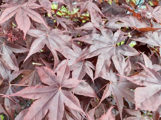 Acer palmatum "Fireglow". Érable japonais Fireglow