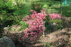 Acer palmatum "Geisha gone wild", arce japonés