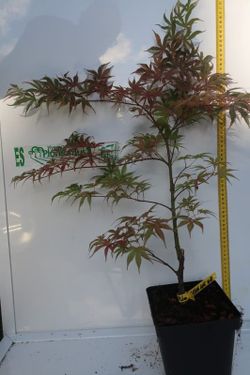 Acer palmatum "Geisha gone wild", arce japonés