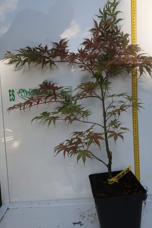 Acer palmatum "Geisha gone wild", arce japonés