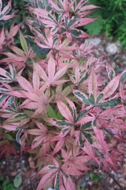 Acer palmatum "Geisha gone wild", arce japonés