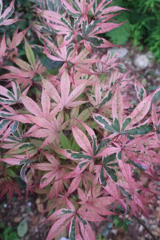 Acer palmatum "Geisha gone wild", arce japonés