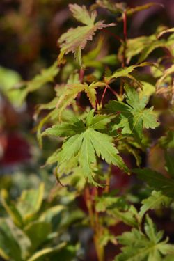 Acer palmatum "Going green", érable japonais