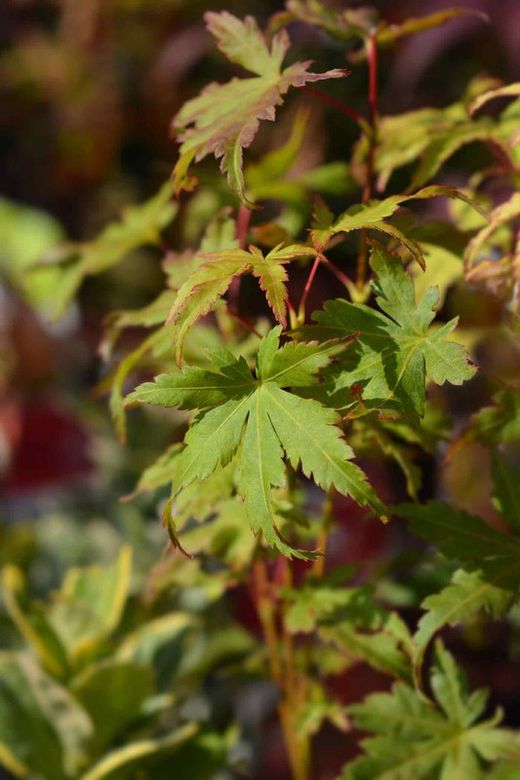 Acer palmatum "Going green", arce japonés