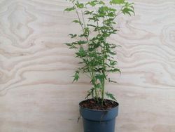 Acer palmatum "Going green", érable japonais