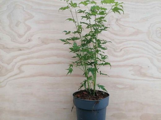 Acer palmatum "Going green", arce japonés