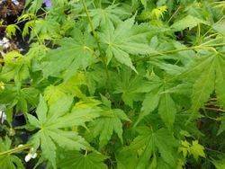Acer palmatum "Going green", érable japonais